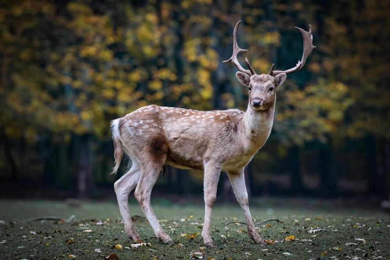 Casa Rural La Carrozal Senda Del Oso Orelleiru エクステリア 写真