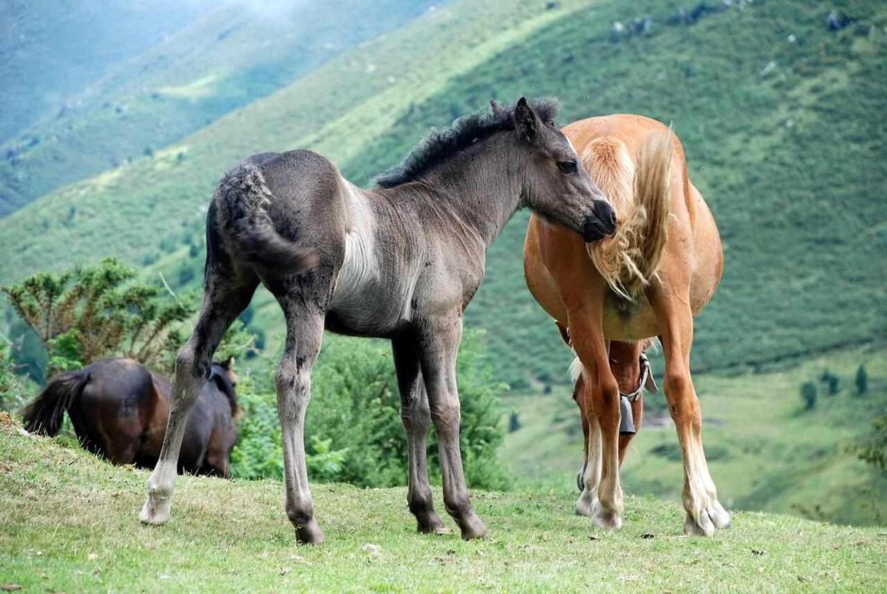 Casa Rural La Carrozal Senda Del Oso Orelleiru エクステリア 写真